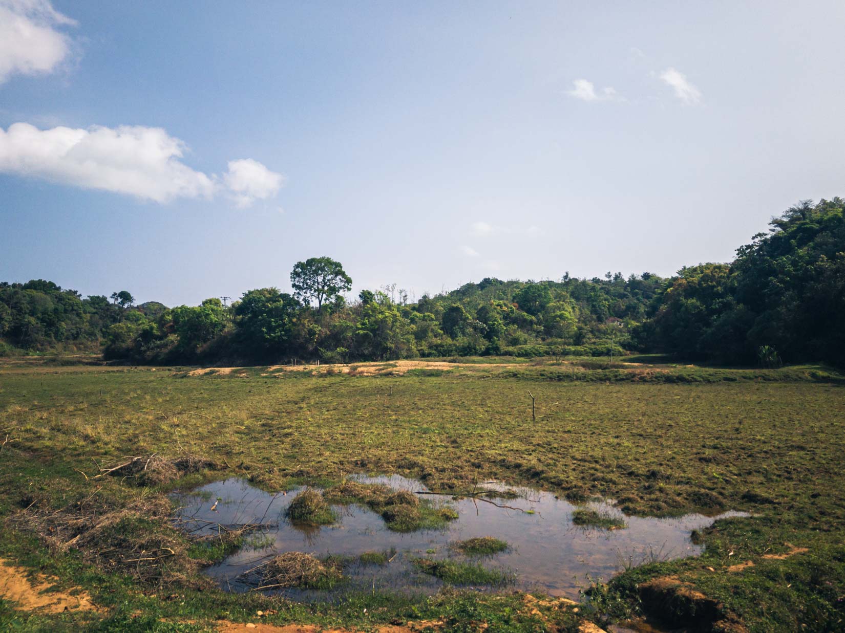 A spice, tea and coffee garden, a veritable paradise of biodiversity in the Western Ghats of Karnataka